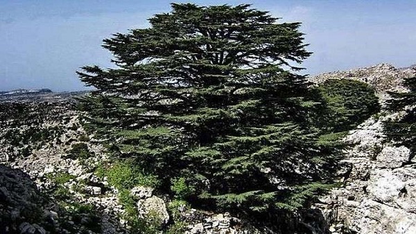 المناخ يهدد رمز لبنان