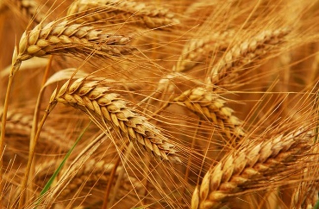 نقص بذار القمح لدى مزارعي الريف الشمالي بحمص  والمشكلة غربال التعقيم!!!
