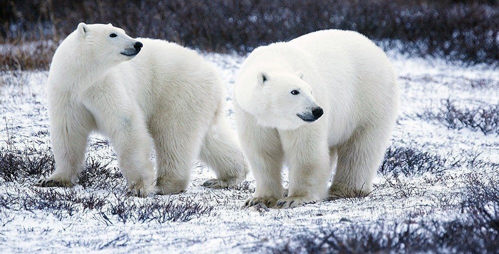 طوارئ في جزر روسية بسبب "غزو" الدب القطبي