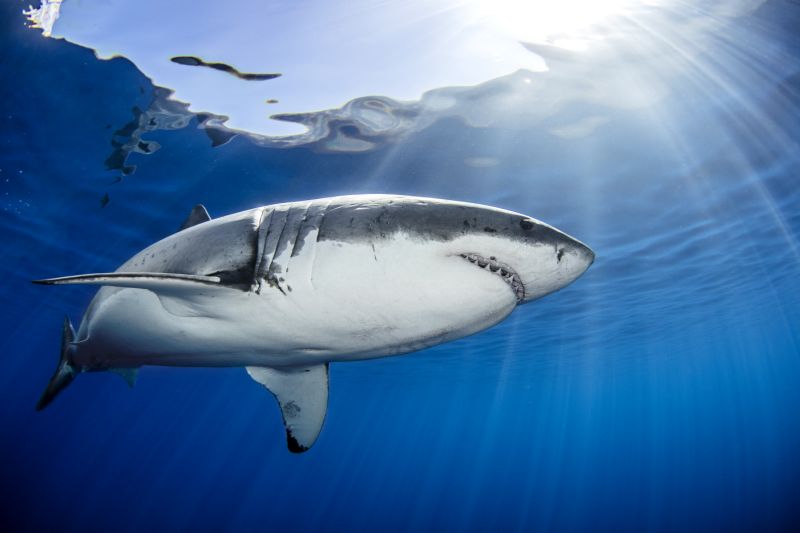 أسماك القرش البيضاء الكبيرة قد تحمل أسرار علاج السرطان والأمراض المرتبطة بالعمر