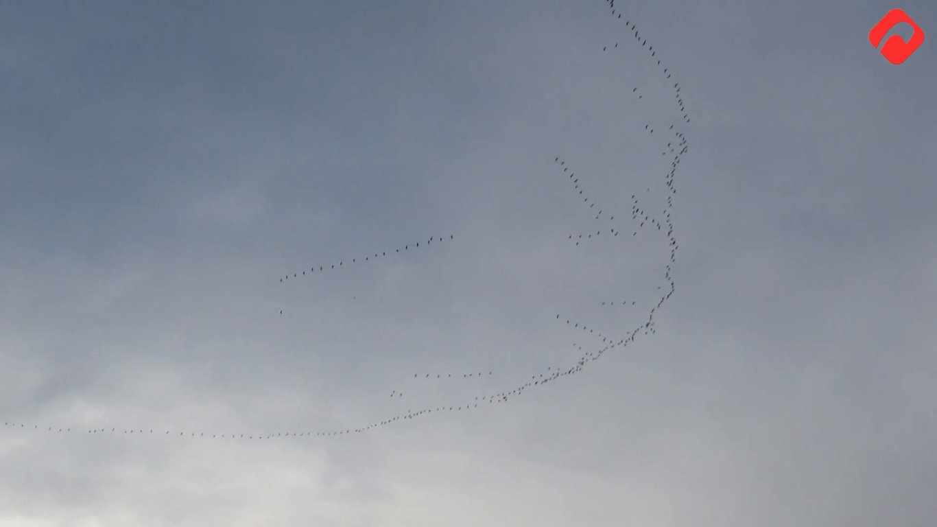 تصاميم ساحرة ترسمها اسراب الطيور المهاجرة في سماء الساحل السوري (فيديو)