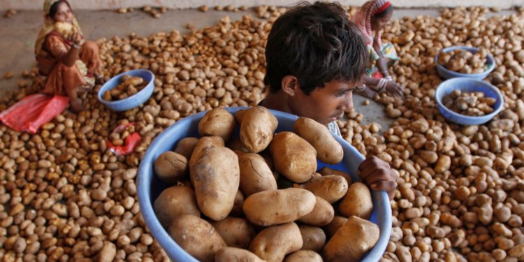 شركة بيبسي تقاضي 4 مزارعين هنود بسبب"البطاطا"