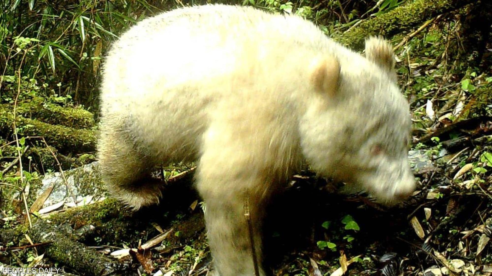 أول صورة على الإطلاق لدب الباندا الأبيض