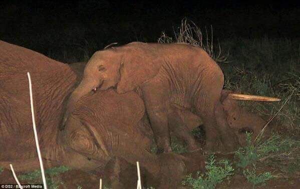 فيل صغير يرفض ترك جثة أمه