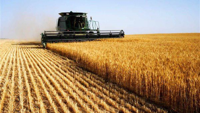 هل ستساهم إجراءات الحكومة الجديدة بإنعاش محصول القمح؟