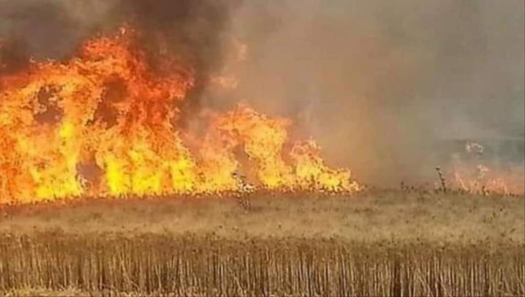 الحكومة تدرس آلية تعويض الحرائق للمزارعين