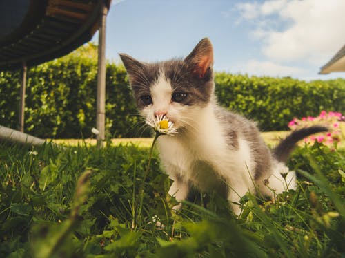 "العلماء يحلون اللغز"لماذا تأكل القطط العشب؟