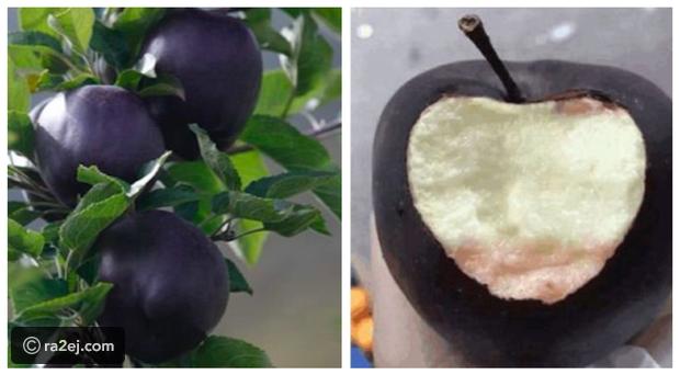 ماهو التفاح الأسود الماسي النادر ؟