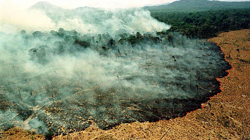 عشرات الحرائق في البرازيل تحول الغابات المطرية في الأمازون إلى رماد (صور)