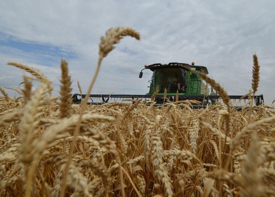 منظمة الفاو "تضاعف محصول القمح في سوريا مقارنة بالعام الماضي"