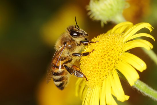 النحل بدل الكلاب المدربة لكشف المتفجرات