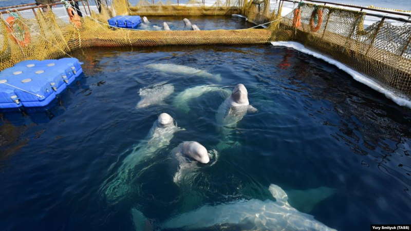 بعد تدخل بوتين: تحرير آخر الحيوانات المحتجزة في سجن الحيتان البيضاء