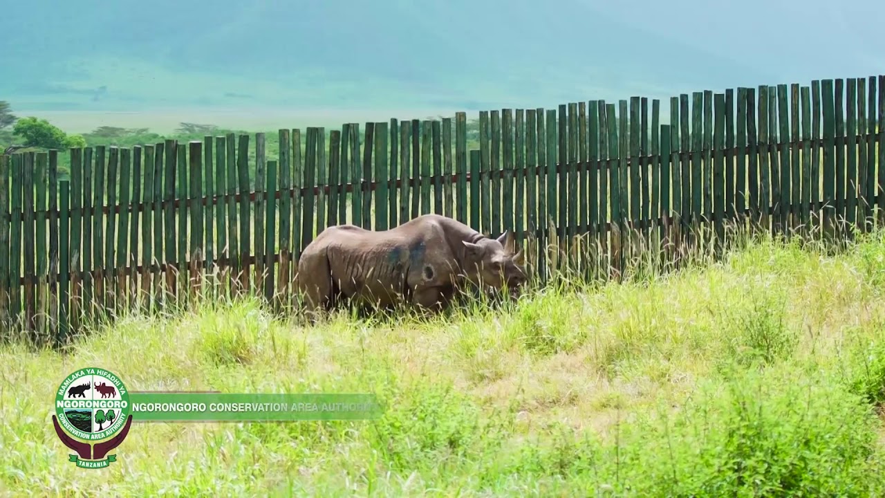 نفوق أقدم وحيد قرن في العالم في سن 57