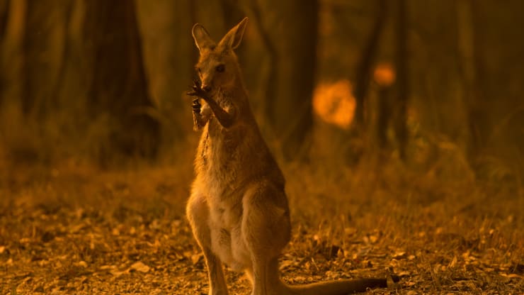 حرائق غابات أستراليا تقتل نصف مليار حيوان مع تصاعد الأزمة