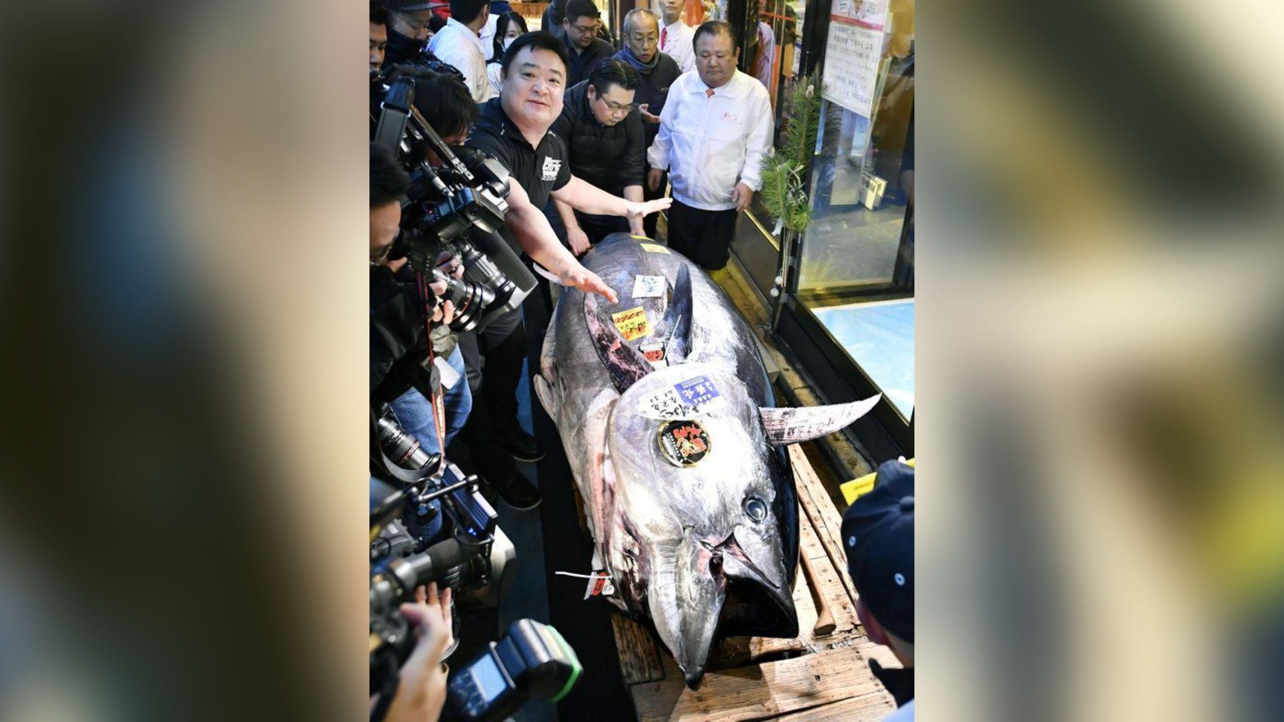 في مزاد علني في طوكيو: سمكة تونا تباع بـ 1.8$ مليون