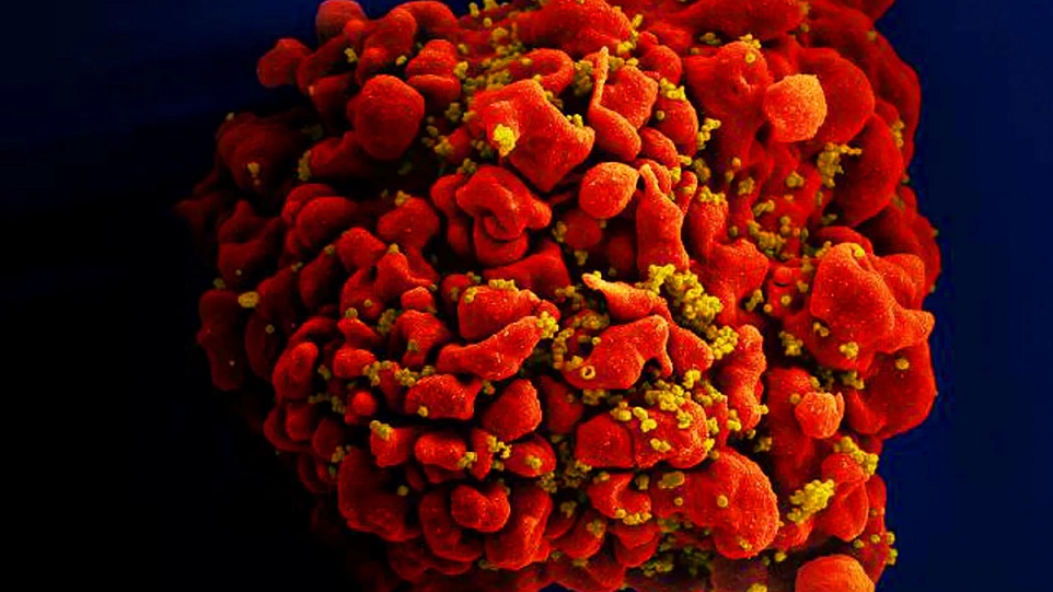 عالمة فيروسات: أدوية الإيدز قد تستخدم في علاج فيروس كورونا