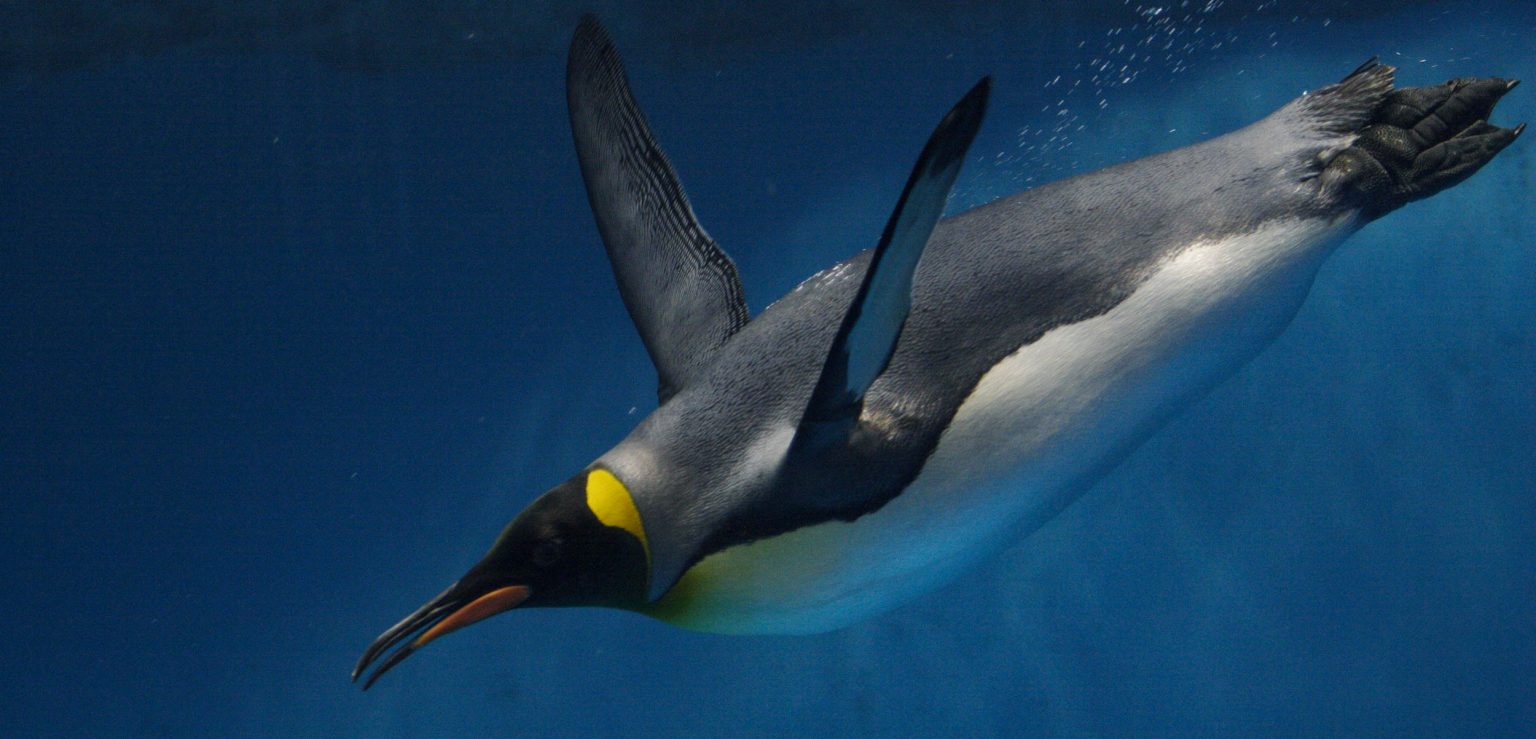 باحثون يسجلون صوت البطريق تحت الماء لأول مرة (فيديو)