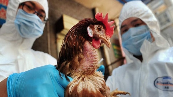 "مصر والفلبين" تعلن اكتشاف سلالة جديدة من فيروس انفلونزا الطيور