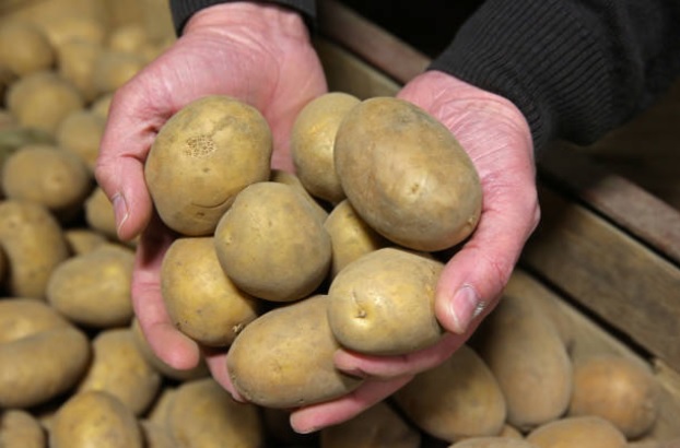 نجم: رفض تفريغ 5000 طن من البطاطا المستوردة في مرفأ طرطوس