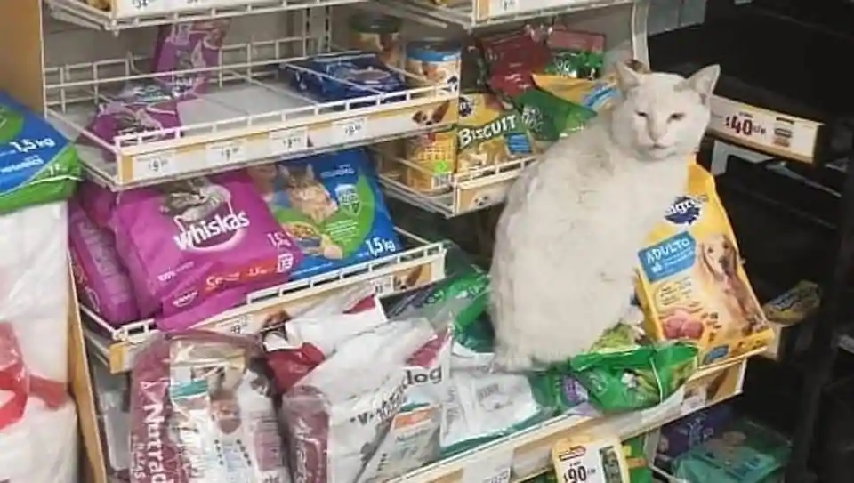 قطة تقود امرأة إلى المتجر لشراء طعامها المفضل (فيديو)