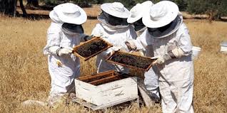 تربية النحل تعاود نشاطها في دير الزور