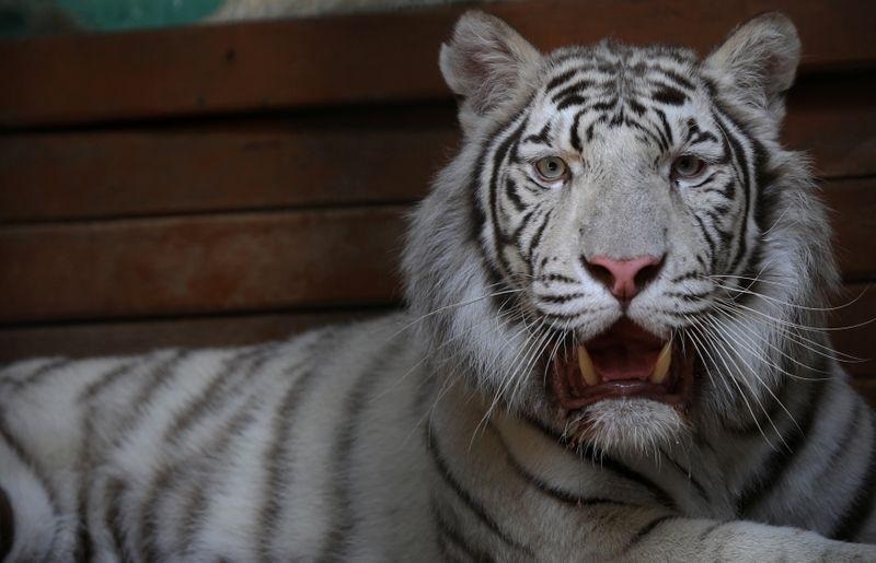 نمور بيضاء بنغالية تسحر الزوار بعد فتح حديقة الحيوان في صوفيا