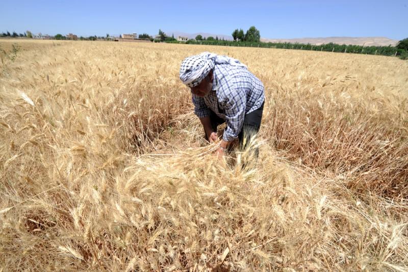 السورية للحبوب في حمص تتوقع شراء 50 ألف طن من القمح هذا الموسم