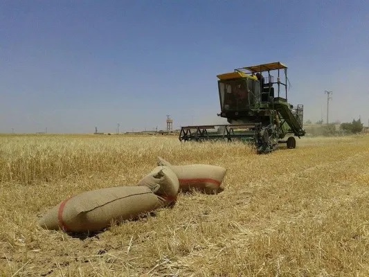 مدير الزراعة في الرقة:  المنطقة تحتاج ٣٥ حصادة ولا يتوافر منها سوى ٣ حصادات
