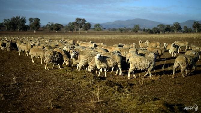 في أستراليا: الجفاف يخفض أعداد الأغنام لمستويات قياسية