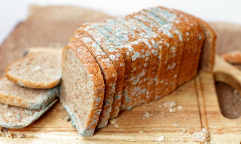 خبيرة تغذية روسية: احذروا تناول الخبز المتعفن