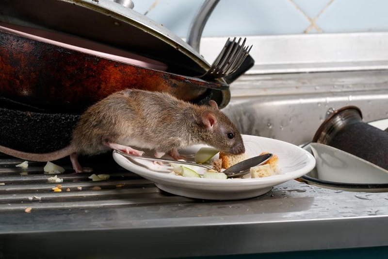 المزيد من أخبار 2020: الفئران والجرذان تظهر سلوكيات عدوانية مع إغلاق المطاعم في زمن كورونا