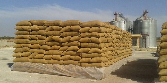 السورية للحبوب: شهادة المنشأ شرط لدفع أجور نقل القمح للفلاحين في الرقة