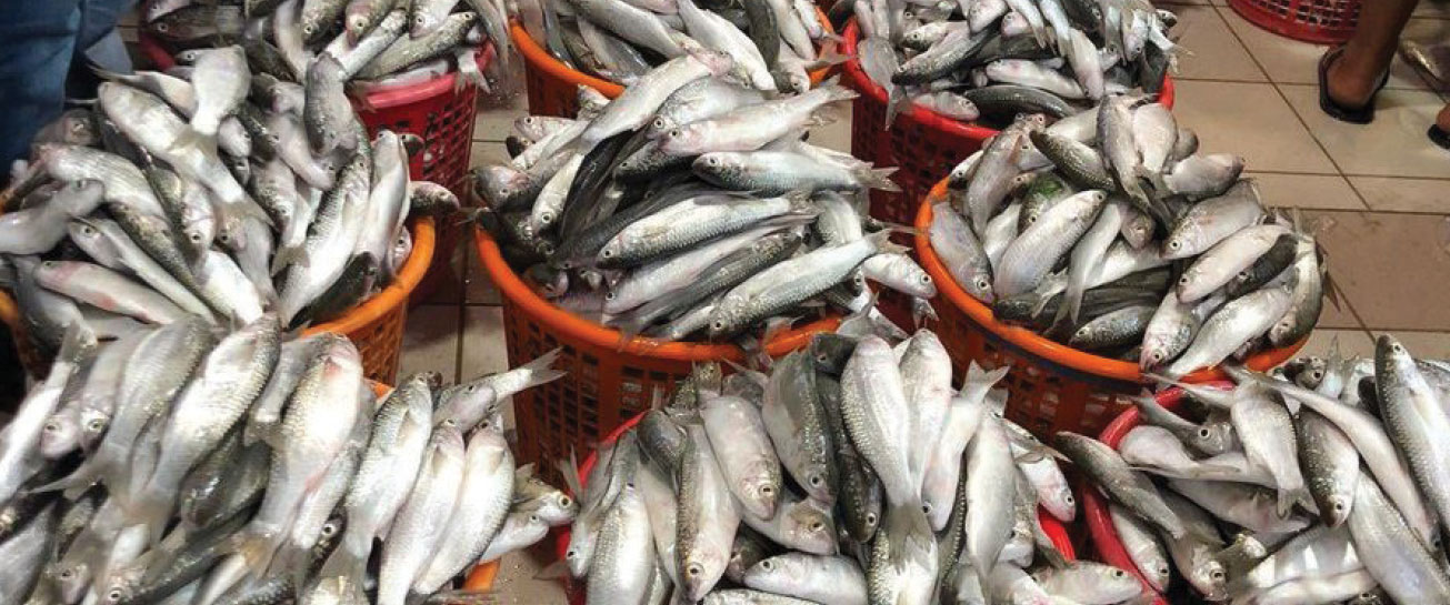مدير عام الهيئة العامة للثروة السمكية: تأثر عمل الصيادين بشكل واضح خلال فترة الحظر