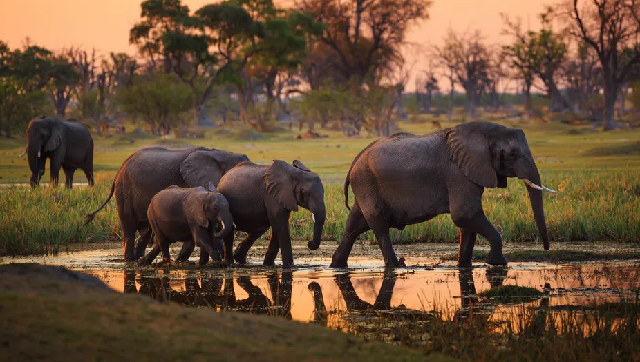 بوتسوانا تحقق في مقتل 154 فيلًا خلال 3 أشهر وتستبعد الصيد غير المشروع