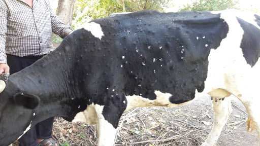 رئيس اتحاد الفلاحين بطرطوس: الجدري أدى لإصابة ونفوق المئات من الأبقار وإجراءات وزارة الزراعة غير كافية