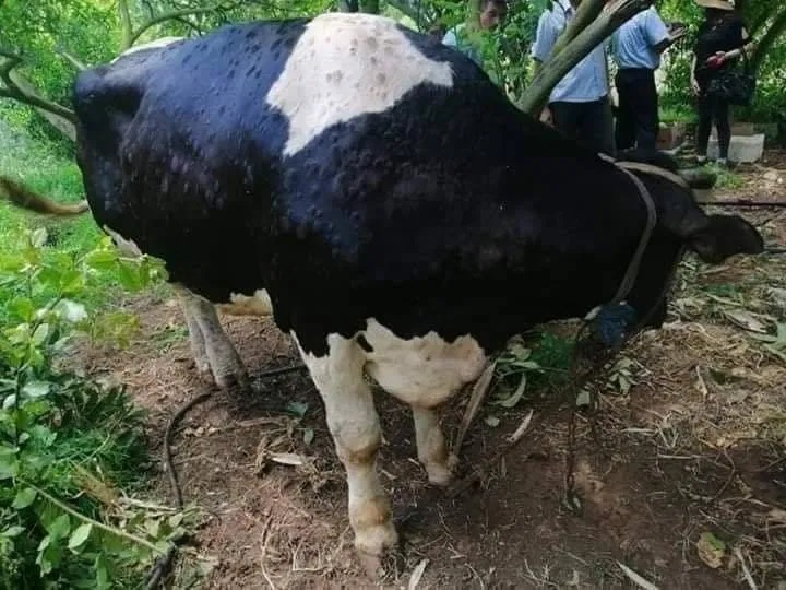 الزراعة تزود مربي الأبقار في اللاذقية وطرطوس بكميات كبيرة من الأدوية البيطرية مجاناً