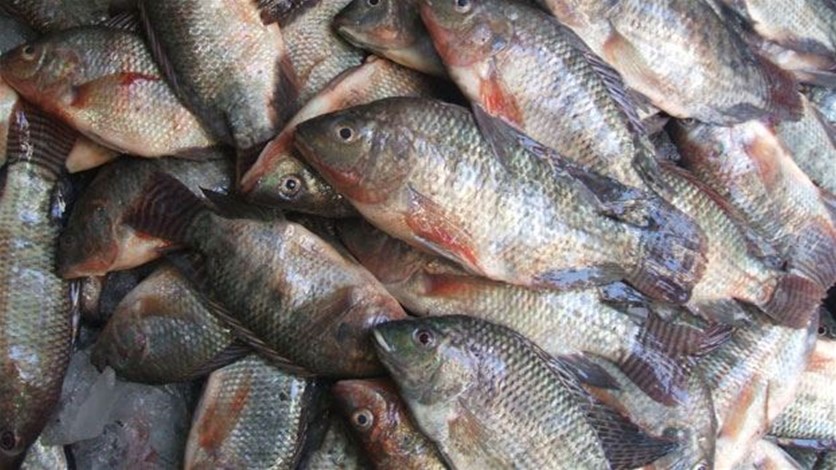 تسمم عائلة من سبعة أشخاص بعد تناولها السمك الفاسد في بانياس