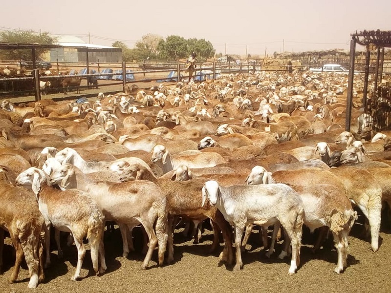 السعودية تعيد للسودان 58 ألف رأس ماشية لضعف مناعتها