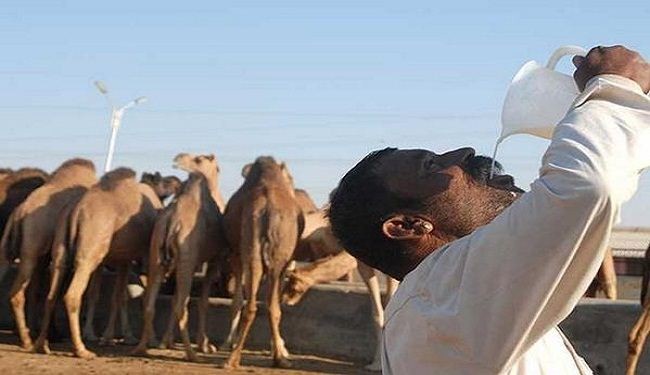 منعا من الاصابة بفيروس "كورونا" الصحة السعودية تحذر مواطنيها بعدم شرب بول الإبل..