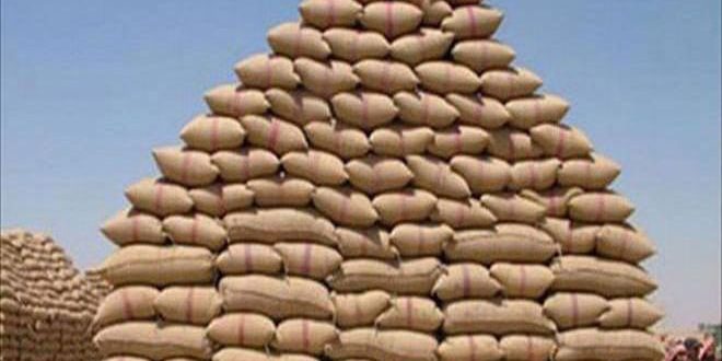 مدير المصرف الزراعي بحماة :60.7 مليار ليرة المبلغ الإجمالي المصروف لمنتجي القمح بالمحافظة