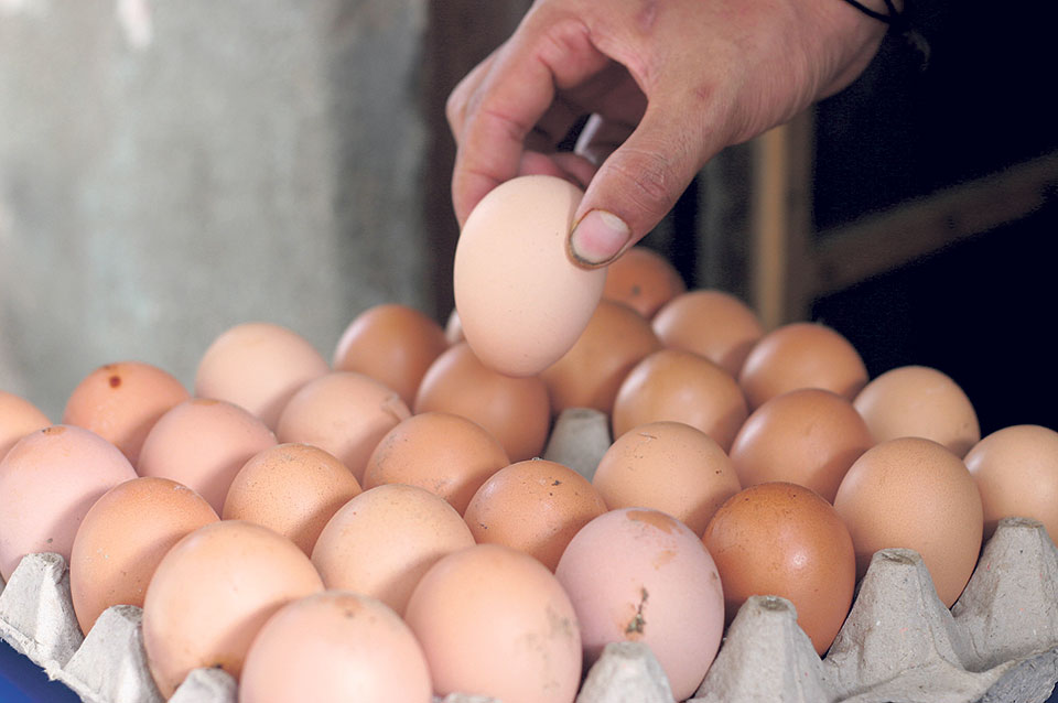 المدير العام لمؤسسة الدواجن: كلفة البيضة الواحدة وفق مستلزمات الإنتاج الحالية يبلغ 130ليرة
