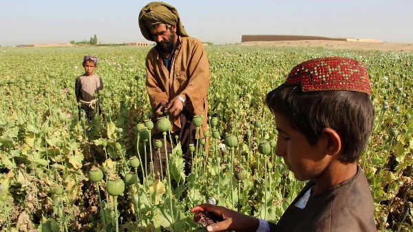 الأفغان الذين أفقدهم فيروس كورونا وظائفهم يختارون العمل في مزارع إنتاج الأفيون