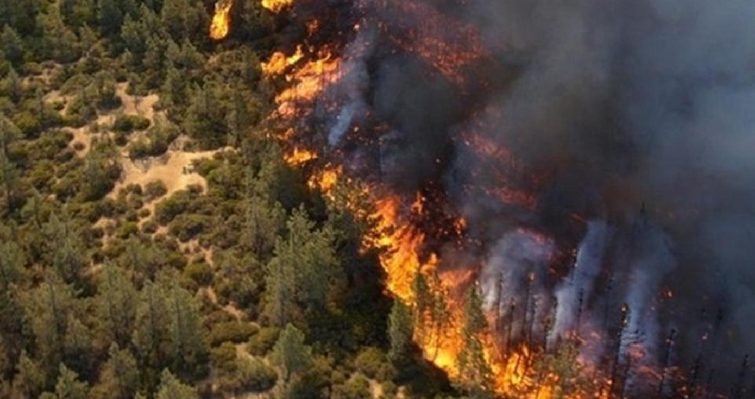 وزارة الزراعة تكشف أسباب حرائق الغابات