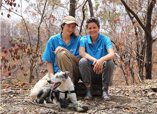 الكلب (بير) يقود جهود إنقاذ الكوالا من حرائق الغابات الأسترالية