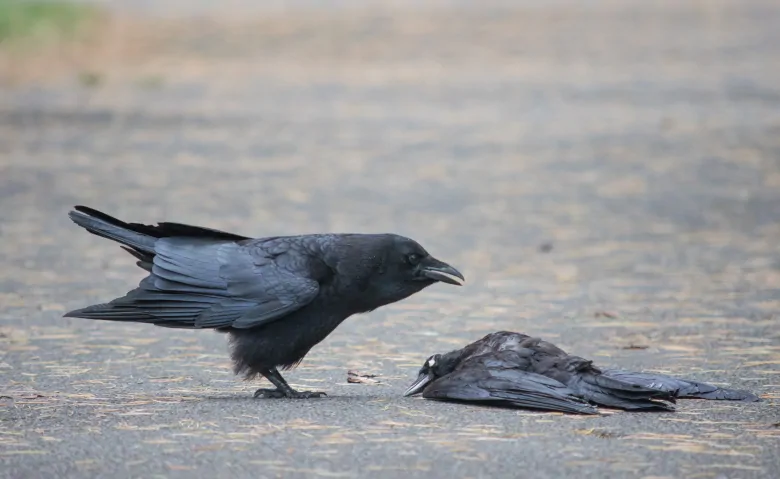 لغز الغربان الميتة يثير ضجة في روسيا (فيديو)