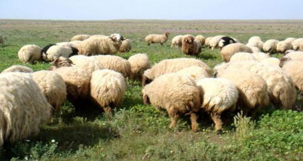 الثروة الحيوانية في حماة تبلغ 3.2 مليون رأس من الأغنام والماعز و 55 ألف رأس من الأبقار