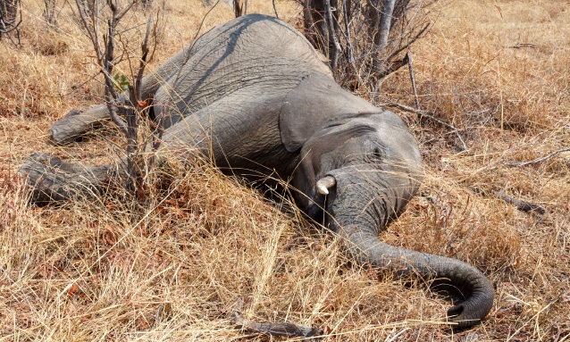 الكشف عن سبب النفوق الجماعي لفيلة بوتسوانا