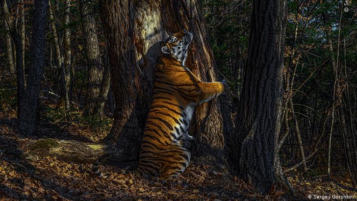 صورة نمرة تحتضن شجرة تفوز بجائزة العام لتصوير الحياة البرية (صور)