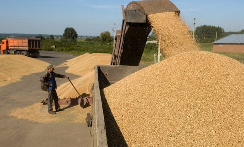 بناءً على خطة التوسع في زراعة القمح : إكثار البذار تتوقع حاجتها لـ40 ألف طن إضافية من البذار