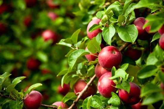 اللاذقية:  التقديرات الأولية لإنتاج التفاح 30 ألف طن هذا الموسم
